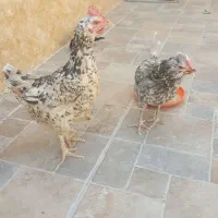 مرغ گلین