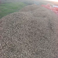 بادام زمینی