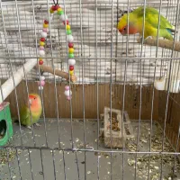 طوطی برزیلی|پرنده|نوشین شهر, |دیوار