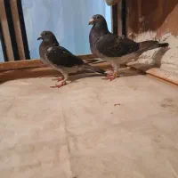 دوجفت عتیقه|پرنده|نیر (اردبیل), |دیوار