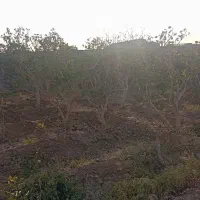 فروش فوری، فو ری باغ پسته هم سیاهت هم درآمد|فروش زمین و ملک کلنگی|رشتخوار, |دیوار