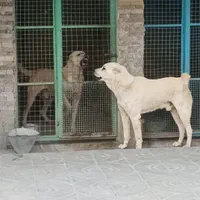 سگ نگهبان آماده به کار خط خونی نگهبان|سگ|تهران, ستارخان|دیوار