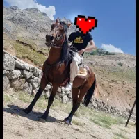 اسب نریان