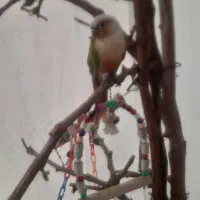 گرینچیک
