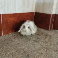 خرگوش لوپ|موش و خرگوش|اراک, |دیوار