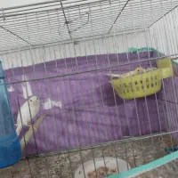 ۹ عدد قناری مست و آماده