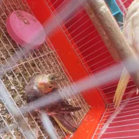 جوجه عروس هلندی|پرنده|سبزوار, غرب نیروگاه|دیوار