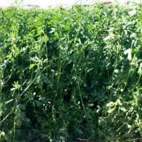 یونجه قنات