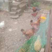 محلی وارگانیک|حیوانات مزرعه|نوشهر, |دیوار