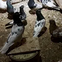 کبوتر رنگه کله سینه