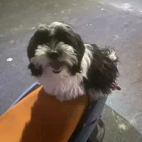 شیتزو نر تقریبا ا ساله