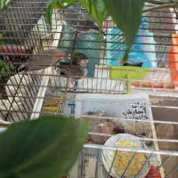 فنج جنس عالی|پرنده|قم, زنبیل آباد|دیوار