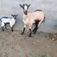 بزسانن وآلپاین|حیوانات مزرعه|آیسک, |دیوار