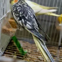 فروش عروس هلندی|پرنده|خان ببین, |دیوار