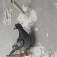 کفتر فروشی|پرنده|شیروان (خراسان), |دیوار