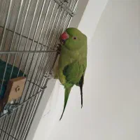 طوطی ملنگو همراه قفس|پرنده|همدان, |دیوار