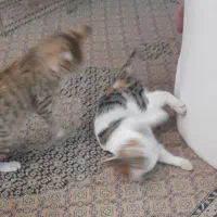 دوبچه گربه|گربه|اندیشه, اندیشه فاز ۱|دیوار