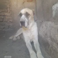 سگ افغان|سگ|بم, |دیوار