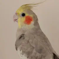 عروس هلندی|پرنده|مشهد, شهید علی محمدی|دیوار