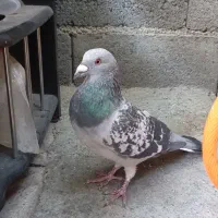 کبوتر نامه بر|پرنده|سنندج, |دیوار