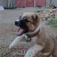 حیوان خراسانی افغانی