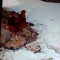 یک عدد خروس گوشتی