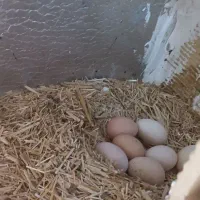 مرغ تخمگذار