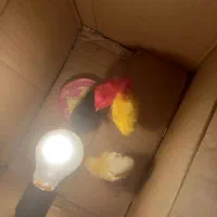 جوجه ده روزه