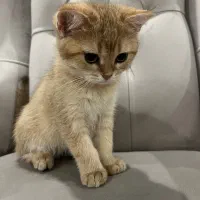 گربه|گربه|گرمدره, |دیوار