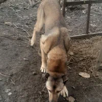 یک سگ سرابی