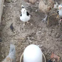 جوجه مرغ خروس محلی گلین|حیوانات مزرعه|رشت, رودبارتان|دیوار