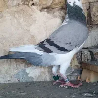 کبوتر پلاکی گرفتنی بزینگ