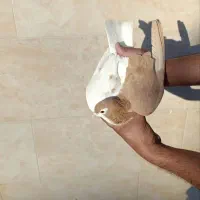 خال و چپ