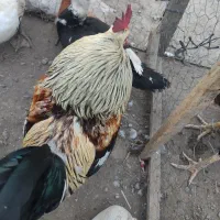 خروس|حیوانات مزرعه|فاضل آباد, |دیوار