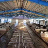 کارگر گاوداری