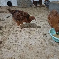 خوشکل دوماه و سه ماه و دون ترکیبی|حیوانات مزرعه|تهران, راه آهن|دیوار