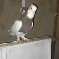 کفتر