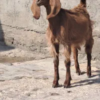 بزماده|حیوانات مزرعه|بندر ماهشهر, |دیوار