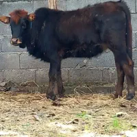 گاو لیشه جنس دولا مال