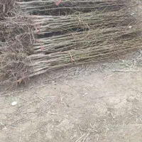 نهال انگورومیوه|عمدهفروشی|اقبالیه, |دیوار