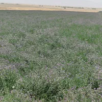 بذر یونجه امریکایی|خدمات باغبانی و درختکاری|شوشتر, |دیوار