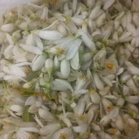 بهار نارنج شیراز خرید