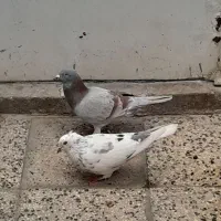 1 جفت کبوتر کفتر