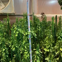 افوربیا|گل و گیاه طبیعی|پاکدشت, پاکدشت (مامازند)|دیوار