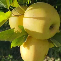 سیب دو ردیف|خوردنی و آشامیدنی|مهاباد (آذربایجان غربی), |دیوار