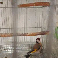 سهره نر|پرنده|ایذه, |دیوار