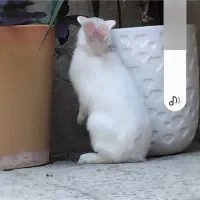 خرگوش سفید گم شده|حیوانات|یاسوج, |دیوار