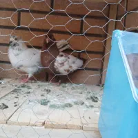 کفتر با قفس دو طبقه