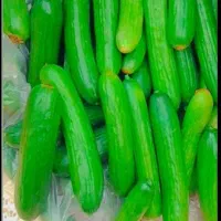 خیار صادراتی