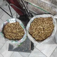 بذر باقالا با سی سال سابقه فروش بذر در دره شهر